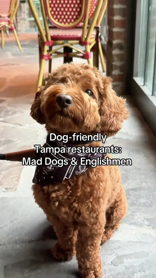 Mad Dogs & Englishmen on TikTok, video by thatssotampa