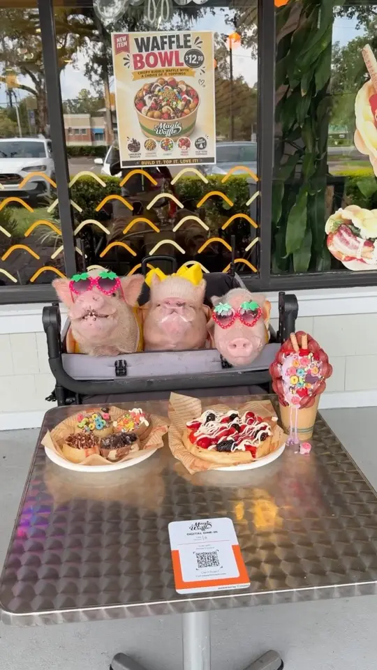  in Florida showing visit, mini waffles, magic bubble waffle, ice cream, fruit waffle, video by Priscilla the Mini Pig on Facebook