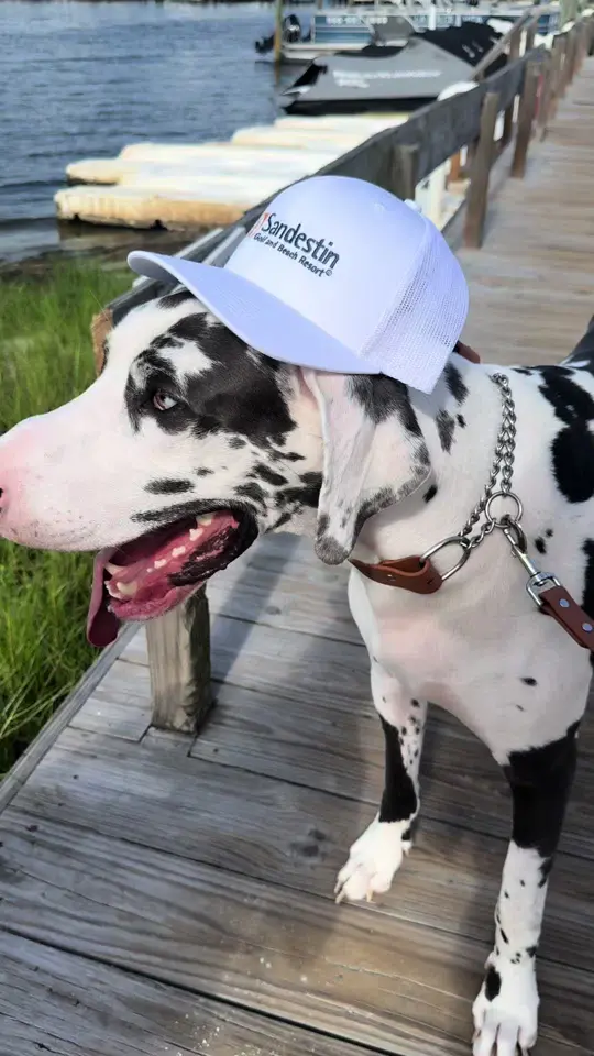 Marina Bar & Grill on TikTok, video by sandestin