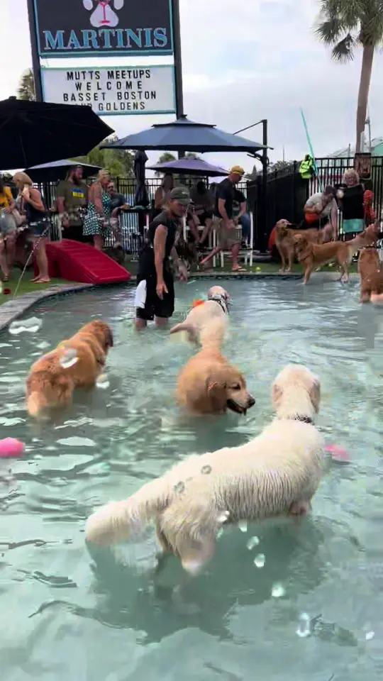 Mutts And Martinis in St. Petersburg showing event, golden meet up, video by muttsandmartinis_central on TikTok