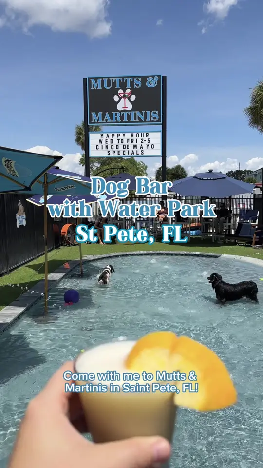 Mutts And Martinis in St. Petersburg showing review, visit, atmosphere, dog park, video by sunshineandkeylimeblog on TikTok