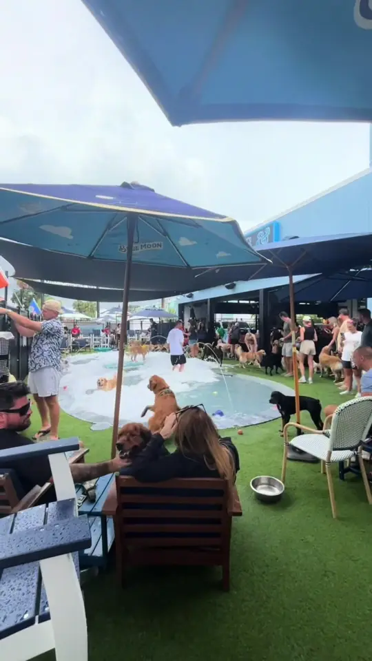 Mutts And Martinis in St. Petersburg showing dog bar, atmosphere, visit, video by muttsandmartinis_central on TikTok