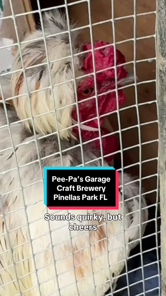 Pee-Pa's Garage Craft Brewery in Pinellas Park showing flight, craft beer, video by palmharbordad on TikTok