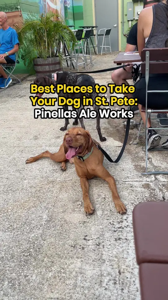 Pinellas Ale Works Dog Friendly Craft Brewery in St Petersburg FL in St. Petersburg showing brewery visit, dog-friendly venue, beer, pup themed beers, piddle pils, puppy breath ipa, video by ilovetheburgstpete on TikTok