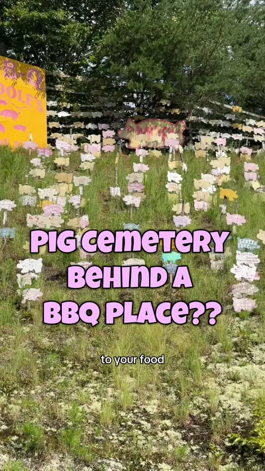 Poole's Bar-B-Q in East Ellijay showing visit, pulled pork, pig hill of fame, family travel, painted pigs, video by theoharastravel on TikTok