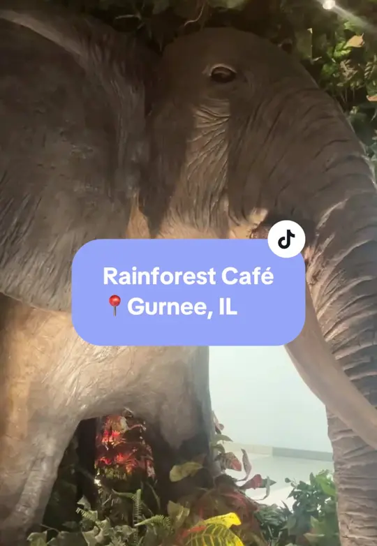 Rainforest Cafe in Sunrise showing atmosphere, animatronics, dining experience, video by insideillinois on TikTok