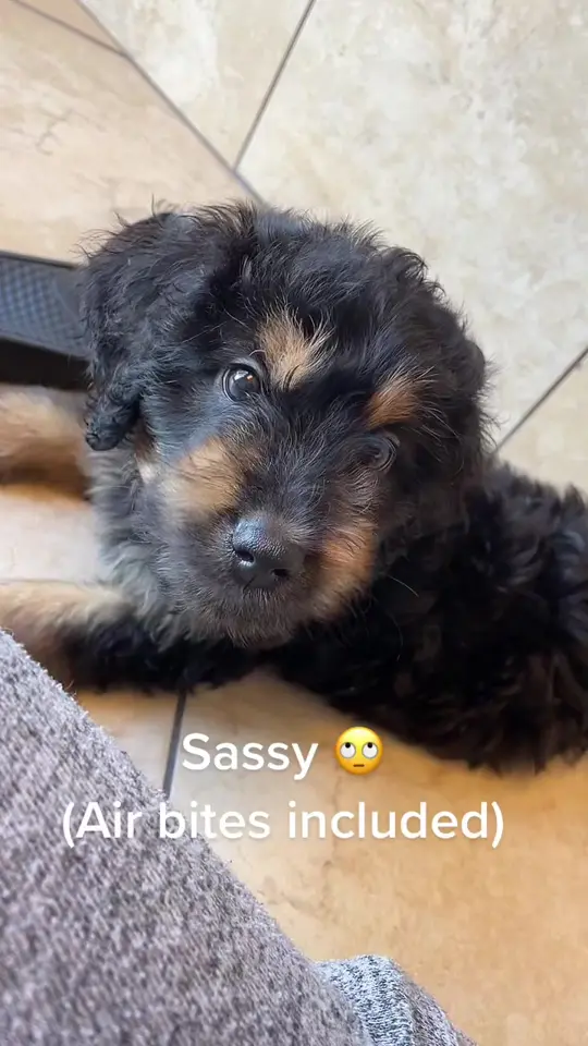 Rascals on TikTok, video by lilrascalspuppies