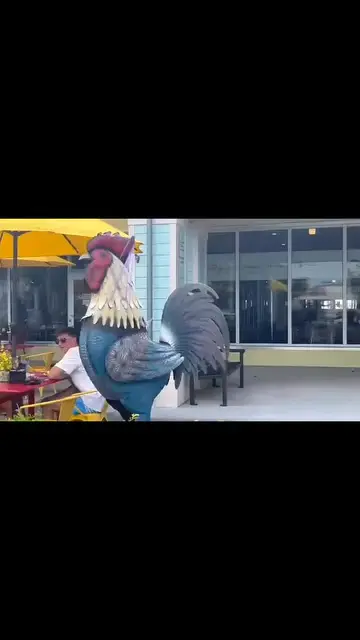 Red Rooster in Marco Island showing breakfast, lunch, home-style cooking, video by Marco Room Service on Facebook