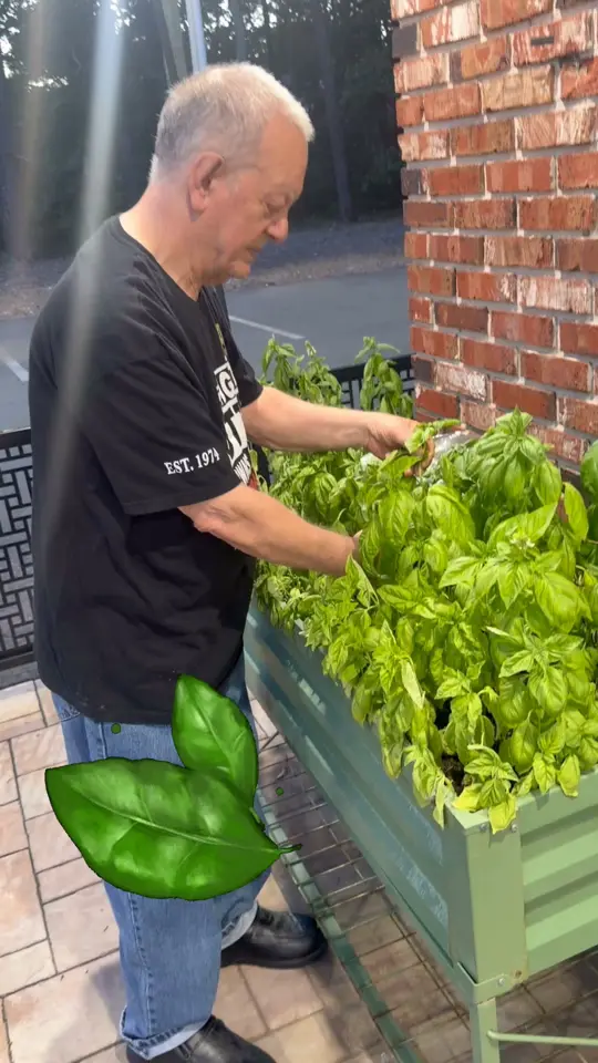 Riccardo's in Belleview showing food, homegrown basil, restaurant garden, authentic italian ingredients, fresh produce, video by Riccardo's Italian Restaurant on Facebook