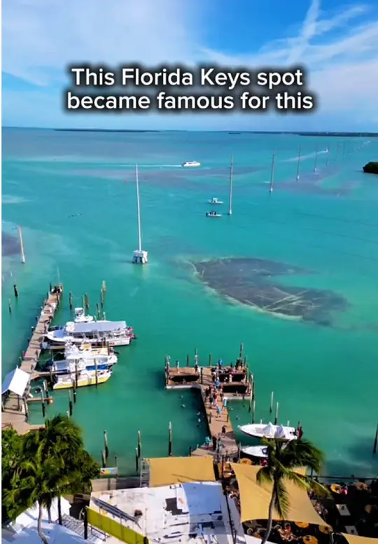Robbie's of Islamorada in Islamorada showing visit, tarpon feeding, waterfront restaurant, video by onlyinusatravel on TikTok
