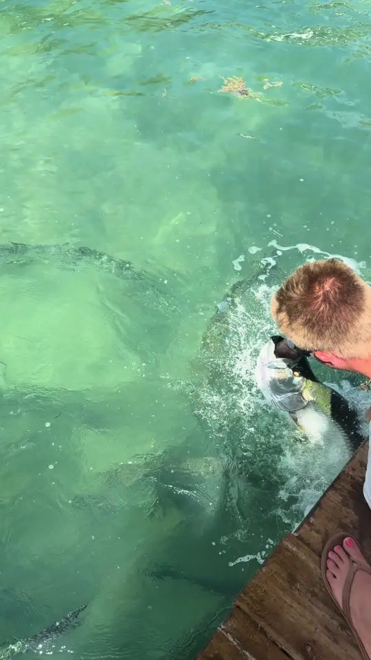 Robbie's of Islamorada in Islamorada showing visit, fish, video by mr305swag on TikTok