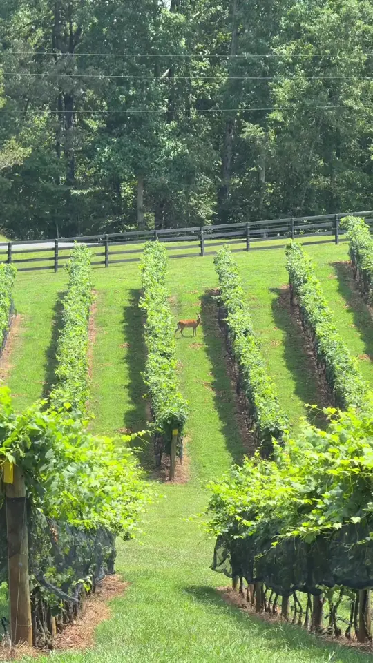 Roo Mountain Vineyards and Bistro - 21+ ONLY in Ellijay showing review, sparkling wine, caesar salad, roo club sandwich, video by katenoltepf on TikTok