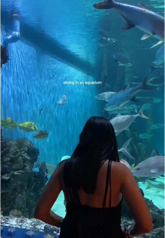 Rumfish Grill And Sports Bar in St. Pete Beach showing restaurant visit, dinner experience, video by lisalollirock on TikTok
