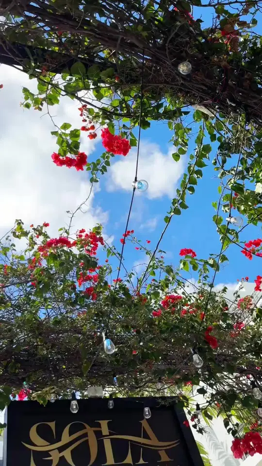 Sola Miami Beach in Miami Beach showing restaurant, outdoor dining, cocktails, atmosphere, dinner reservation, video by sola_miami on TikTok