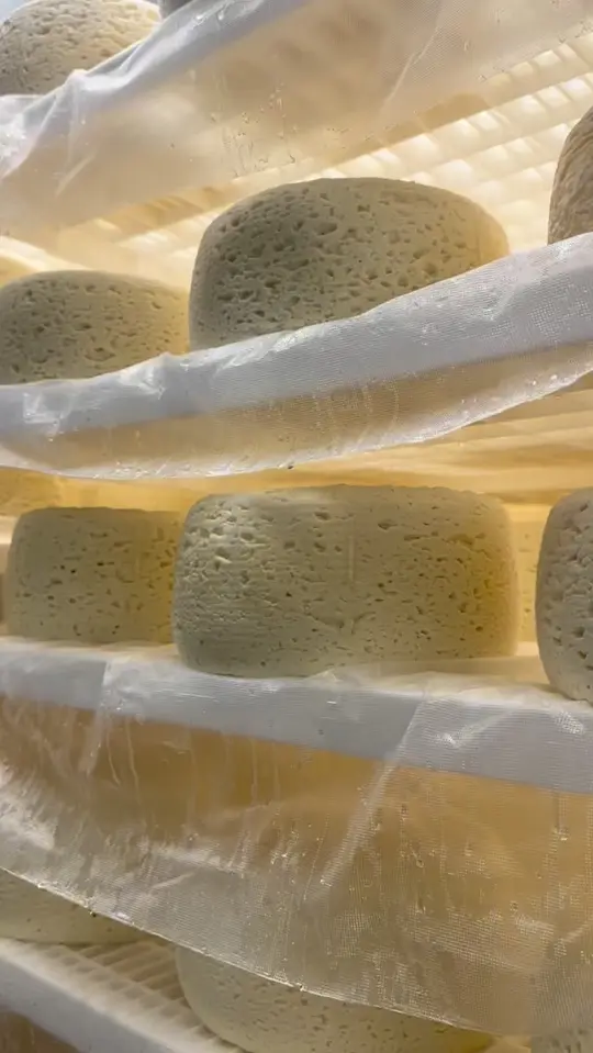 Sweet Grass Dairy Cheese Shop in Thomasville showing cheese, thomasville tomme, video by Sweet Grass Dairy on Facebook