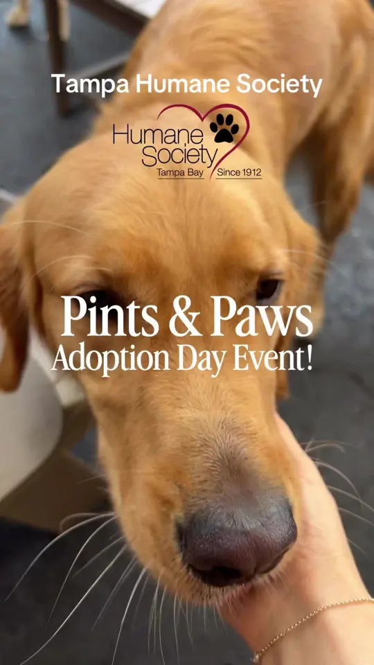 The Blind Goat in Tampa showing event, pints & paws adoption event, video by theblindgoattampa on TikTok