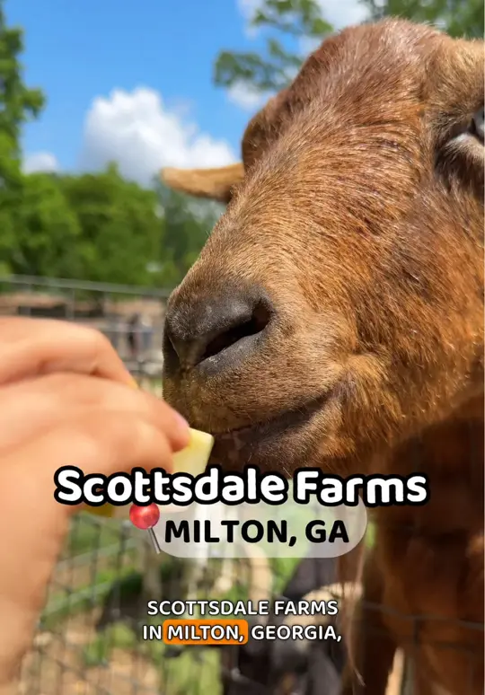 The Cafe at Scottsdale Farms in Milton showing cafe, brunch, lunch, family outing, video by the.travel.ksu on TikTok