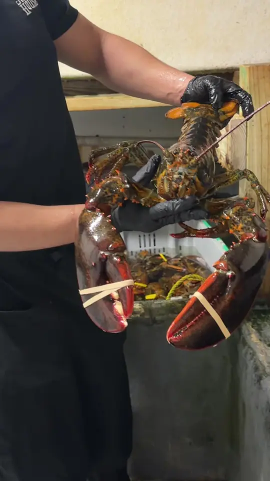 The Station House Restaurant in Lantana showing visit, lobster tour, lobster, shrimp oreganato, wedge salad, video by melissajorealrecipes on TikTok