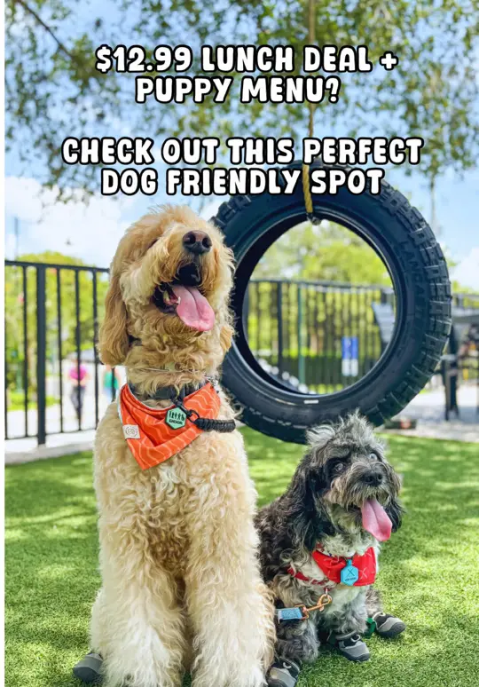 The Yardery in Mount Dora showing food, summer combo menu, drink, puppy menu, atmosphere, lawn games, video by itsangie.garcia on TikTok