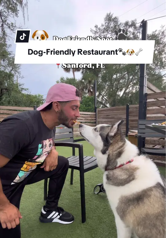  in Florida showing review, dog-friendly atmosphere, video by stufftodoinorlando on TikTok
