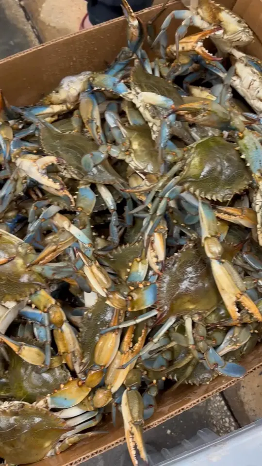 Ward's Seafood Market & Take-Out in Clearwater showing food, small blue crab, video by Ward's Seafood Market on Facebook