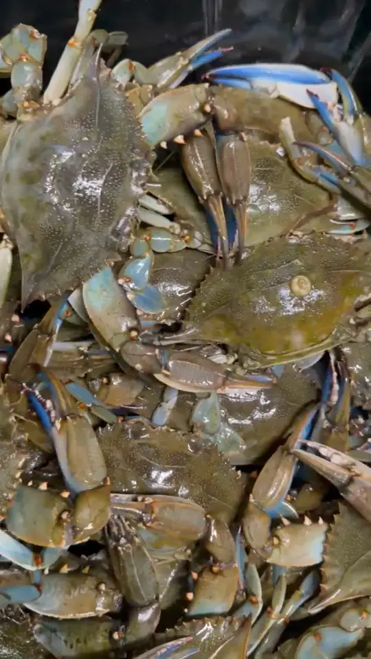 Ward's Seafood Market & Take-Out in Clearwater showing live blue crabs, fresh seafood, video by Ward's Seafood Market on Facebook