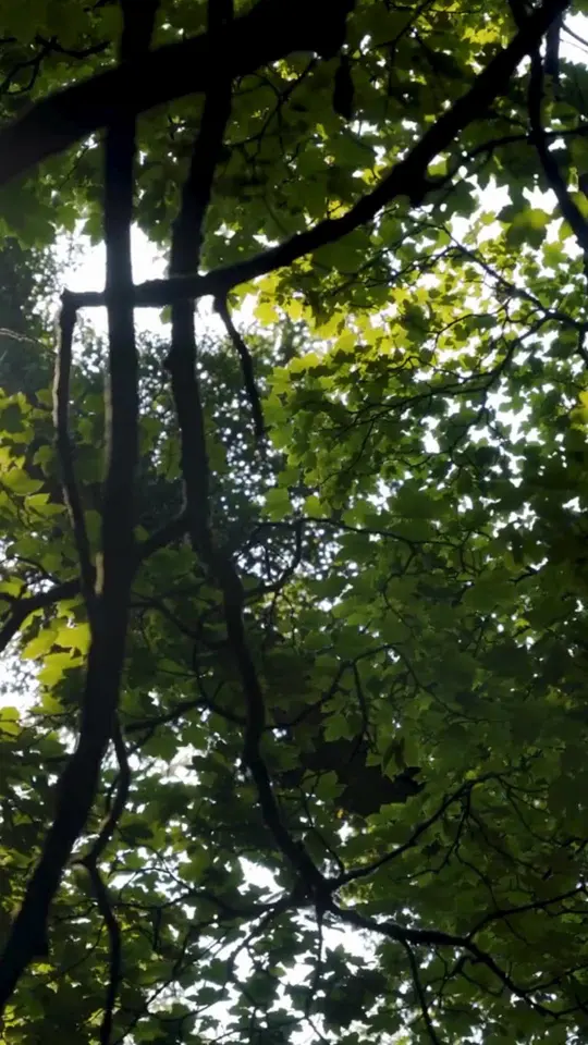 Woodlands in Orlando showing live music, food, drinks, video by imjustbrighton on TikTok