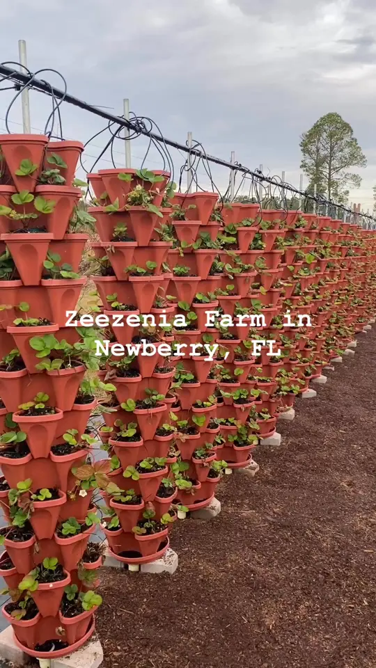 Zeezenia Farm & Sofra in Newberry, video by Zeezenia Farm & Sofra on Facebook